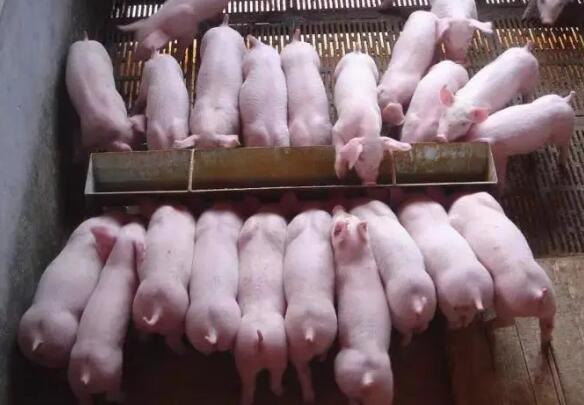 豬-正大康地.jpg 圖片